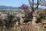 伊予 庄司城の写真