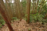 伊予 十九地山城の写真