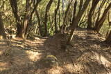 伊豆 岩尻山砦の写真