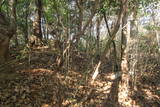 伊豆 追越山付城の写真