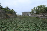 和泉 岸和田城の写真