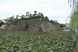 和泉 岸和田城の写真