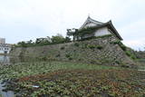 和泉 岸和田城の写真