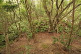 和泉 根福寺城の写真