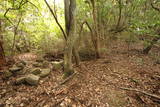 和泉 根福寺城の写真