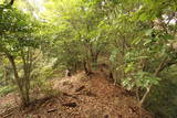 和泉 根福寺城の写真