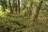 和泉 根福寺城の写真