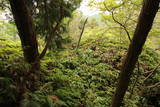 和泉 根福寺城の写真