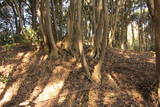 出雲 八幡山城(野石谷町)の写真