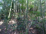 出雲 金山要害山城の写真