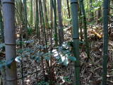 出雲 金山要害山城の写真