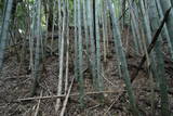 出雲 玉造要害山城の写真