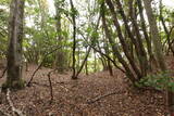 出雲 牛切山城の写真