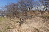 甲斐 小山城の写真