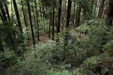 河内 飯盛山城の写真