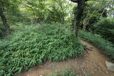 河内 飯盛山城の写真