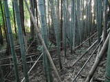 上総 山中城の写真