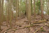 紀伊 平岩城の写真