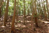 紀伊 平岩城の写真
