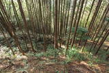 紀伊 安宅中山城の写真