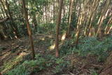 紀伊 安宅中山城の写真
