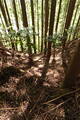 紀伊 清水城の写真