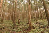 紀伊 高田古城山城の写真