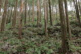 紀伊 高田古城山城の写真