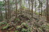 紀伊 高田古城山城の写真