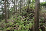 紀伊 高田古城山城の写真