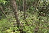 紀伊 高田古城山城の写真