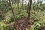 紀伊 高田古城山城の写真