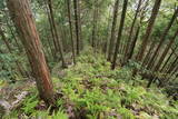 紀伊 高田古城山城の写真