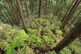 紀伊 高田古城山城の写真