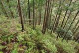 紀伊 高田古城山城の写真