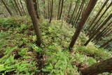 紀伊 高田古城山城の写真