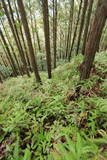 紀伊 高田古城山城の写真