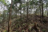 紀伊 高田古城山城の写真