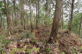 紀伊 高田古城山城の写真