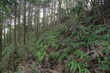 紀伊 虎松山城の写真