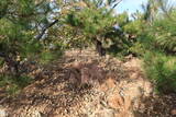 韓国 加徳倭城の写真