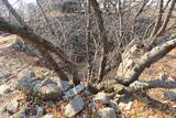 韓国 西生浦倭城の写真