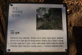 韓国 蔚山倭城の写真