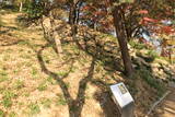 韓国 蔚山倭城の写真