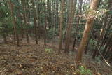 上野 大明神山の砦の写真