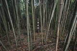 上野 磯部城の写真