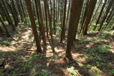 上野 岩櫃城の写真