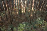 上野 桐生城の写真