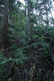上野 国峯城の写真