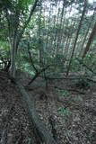 上野 国峯城の写真